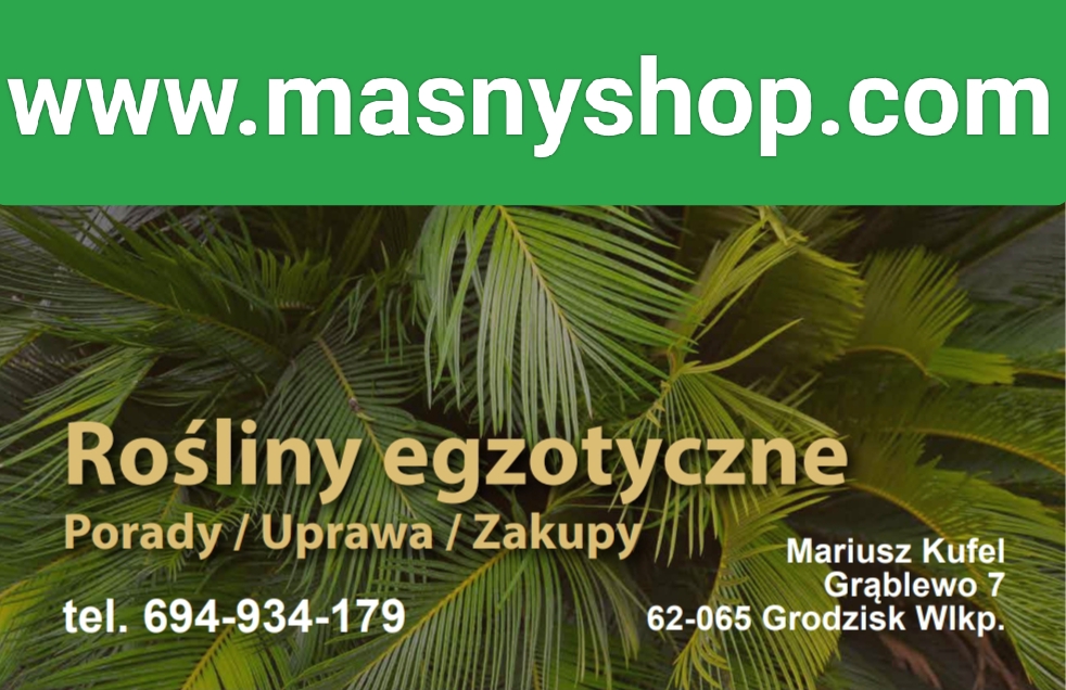 http://www.masnyshop.com